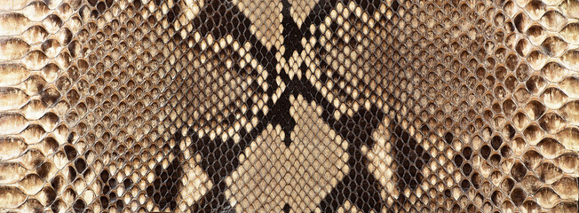Texture of brown snake skin. Leather surface with python skin texture. - obrazy, fototapety, plakaty