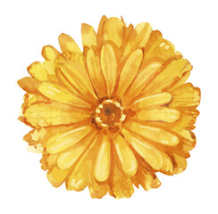 Watercolor hand drawn orange calendula flower botanical illustration set isolated on white background