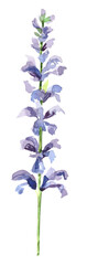 Watercolor hand painted salvia branch and flowers. Watercolor illustrations isolated on white background - obrazy, fototapety, plakaty