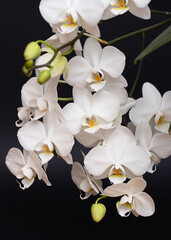 Fototapeta na wymiar Floral vertical background - white orchid flowers on a black background.