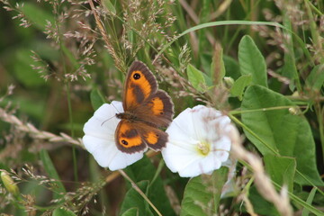 Gatekeeper Butterfly (Pyronia tithonus) A prime pollinator seen patrolling the hedgerows.