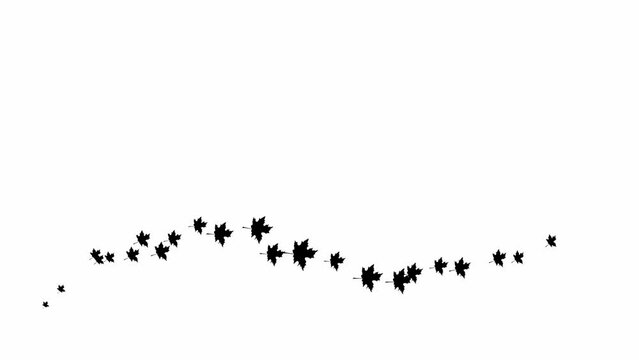 Animated autumn black leaves fly from left to right. Looped video. A wave of flying leaves on white background.
