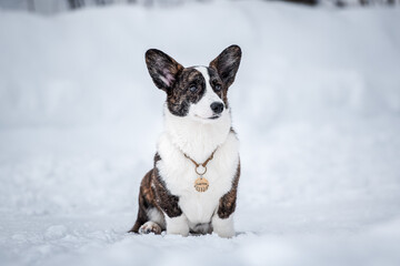 portrait of beautiful young adult welsh corgi cardigan breed in winter park in a snowy forest with snow on background