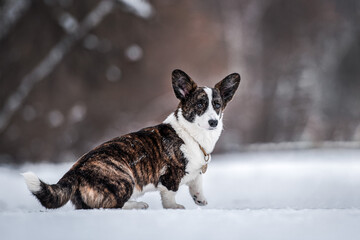 portrait of beautiful young adult welsh corgi cardigan breed in winter park in a snowy forest with...