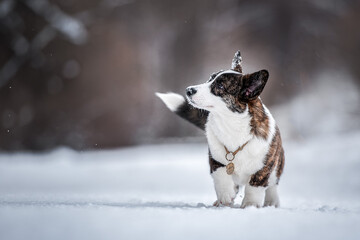 portrait of beautiful young adult welsh corgi cardigan breed in winter park in a snowy forest with snow on background