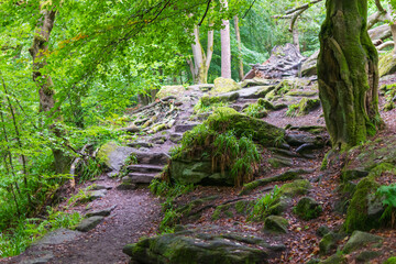 footpath in the woods