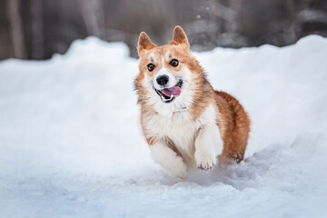 Naklejka na ściany i meble cute welsh corgi pembroke dog running in snow