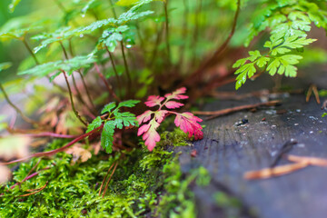 red leaf on a log