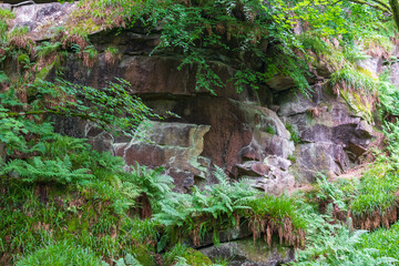 green moss on the wall