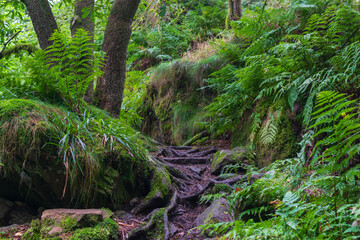 moss covered rocks