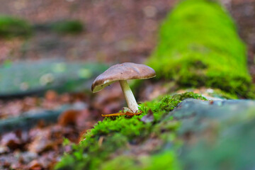 mushroom in the forest