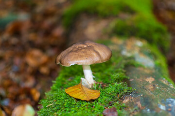 mushroom in the forest