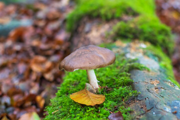 mushroom in the moss