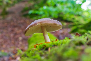 orange cap boletus