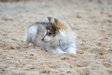 Fototapeta premium Portrait of a young Finnish Lapphund puppy