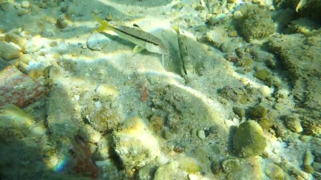 Red mullet aka goatfish - (Mullus barbatus)