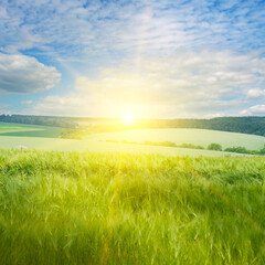 Green wheat field and bright sun.