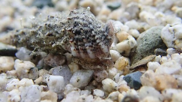 Underwater video of Cerith sand sea snail - Cerithium Caeruleum