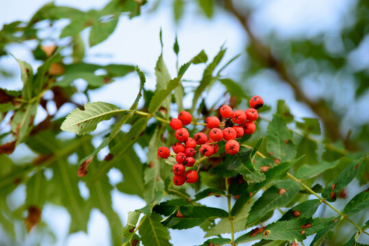 bunch of orange mountain ash on a tree branch with green leaves in the middle of summer