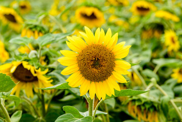a yellow sunflower with a brown center on a cloudy day with green leaves in a field