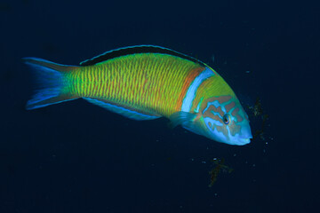  A beatifull fish swimming placidly in the blue of the seabed