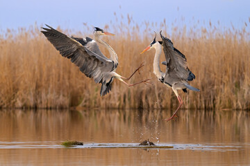 The grey heron 