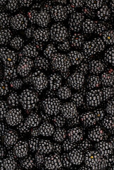 Fresh ripe blackberries. Juicy blackberry wallpaper. Berry pattern. 