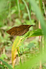 closeup the beautiful brown yellow color butterfly hold and sitting on green corncob plant leaf in the farm soft focus natural green brown background .
