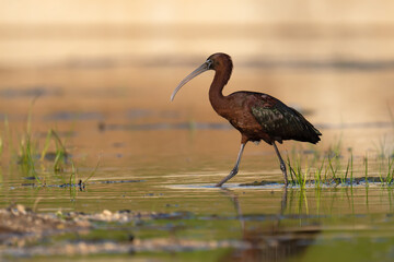 The glossy ibis 