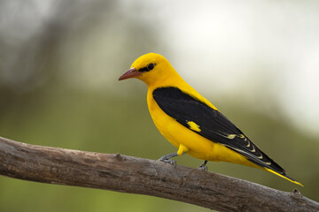 The Eurasian golden oriole 