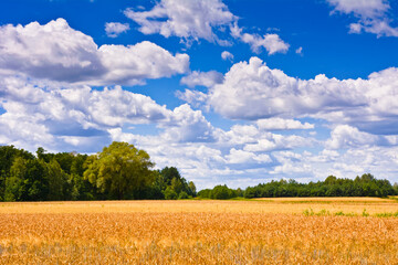 Landscape with a field and sky with clouds