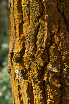 Pine bark, orange moss, pinus pinaster