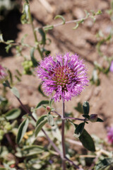 Pink flowering axillaterminal determinate cymose head inflorescence of Monardella Breweri, Lamiaceae, native annual monoclinous herb in the Western Mojave Desert, Springtime.