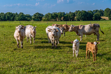 White and brown cows in meadow.