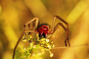 Cheiracanthium punctorium. A spider crawling for its prey, sitting on teary flowers