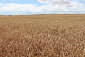 Campo de trigo en La Rioja