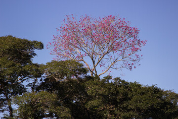 Obraz premium trees and sky