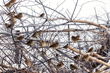Flock of sparrows on tree branches in winter in cold weather