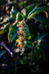 plants emerging in the forest