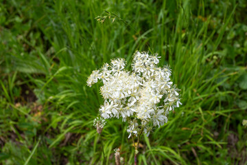 spring mood, natural mountain park, flowering plants in the bosom of nature on a sunny day.