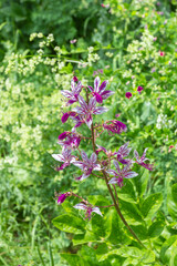 spring mood, natural mountain park, flowering plants in the bosom of nature on a sunny day.