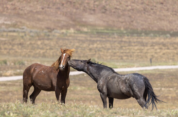 Obraz premium Wild Horses in Spring in the Utah Desert