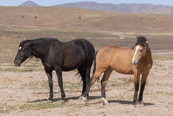 Fototapeta premium Wild Horses in Spring in the Utah Desert