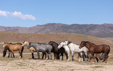 Wild Horses in Spring in the Utah Desert