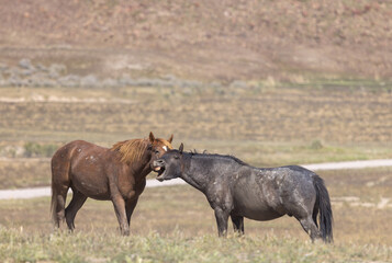 Fototapeta premium Wild Horses in Spring in the Utah Desert