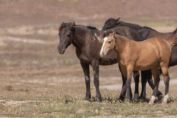 Wild Horses in Spring in the Utah Desert