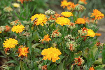Colorful withered marigold blossoms (Calendula officinalis) and seeds in fall.