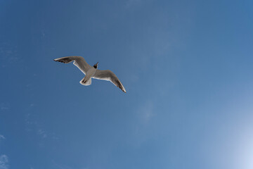 Fototapeta na wymiar Langrune-Sur-Mer, France - 08 04 2022: A seagull flying through the air on the beach