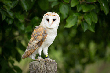 Schleiereule am Rande einer Obstwiese