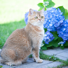 British female cat of golden chinchilla sits on the path with flowers blue hydrangea. High quality advertising stock photo. Pets walking in the summer